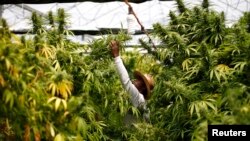 Une plantation de cannabis dans la ville de Nazareth, en Israel, le 28 mai 2013. 