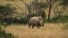 Wildlife Advocates: Religious Leaders Vital to Endangered Species