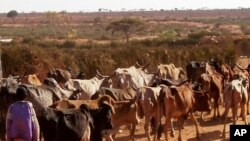 Sècheresse à Moyale en Ethipoie. 15 février 2016 (AP Photo/Liz Lucas, Oxfam)