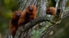 Brazilian Scientists Work to Vaccinate Endangered Monkeys