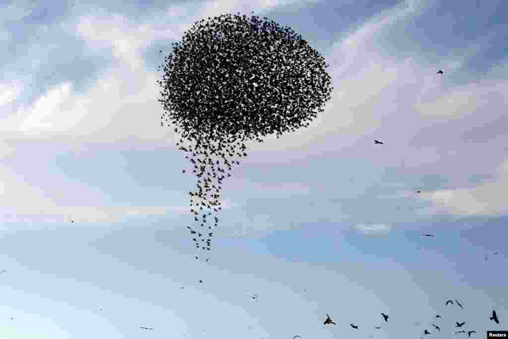 2019年1月1日,在以色列南部拉哈特市附近,迁徙的椋鸟(migrating starlings)组成阵型。每年冬天欧洲的椋鸟成群结队地南迁过冬。这群来自俄罗斯和东欧的椋鸟在以色列南部的天空中翱翔,形成了一道道奇异壮观的景象。椋鸟队伍整齐,不时地形成某些特别的队形。椋鸟的一种叫八哥(starlings)。BBC在2014年4月发自华盛顿的报道说,美国有大约2亿只欧椋鸟,体格强健又好斗,是鸟类世界的恶霸。它们造成的麻烦如此之大,以至于现在它们是为数不多的不受美国法律保护的鸟类。