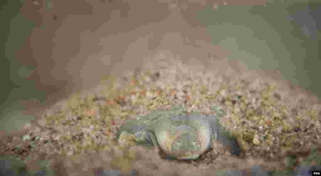 Hatchlings are gathered from natural nests along the nearby Mekong River, then kept in the protection center in Kratie on November 25, 2016. (Khan Sokummono/VOA)