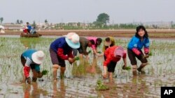 រូបឯកសារ៖ កសិករកូរ៉េខាងជើងដាំស្រូវនៅកសិដ្ឋានមួយនៅខេត្ត South Pyongan។ 