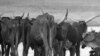 Animal-to-Human Disease Cycle Widening 