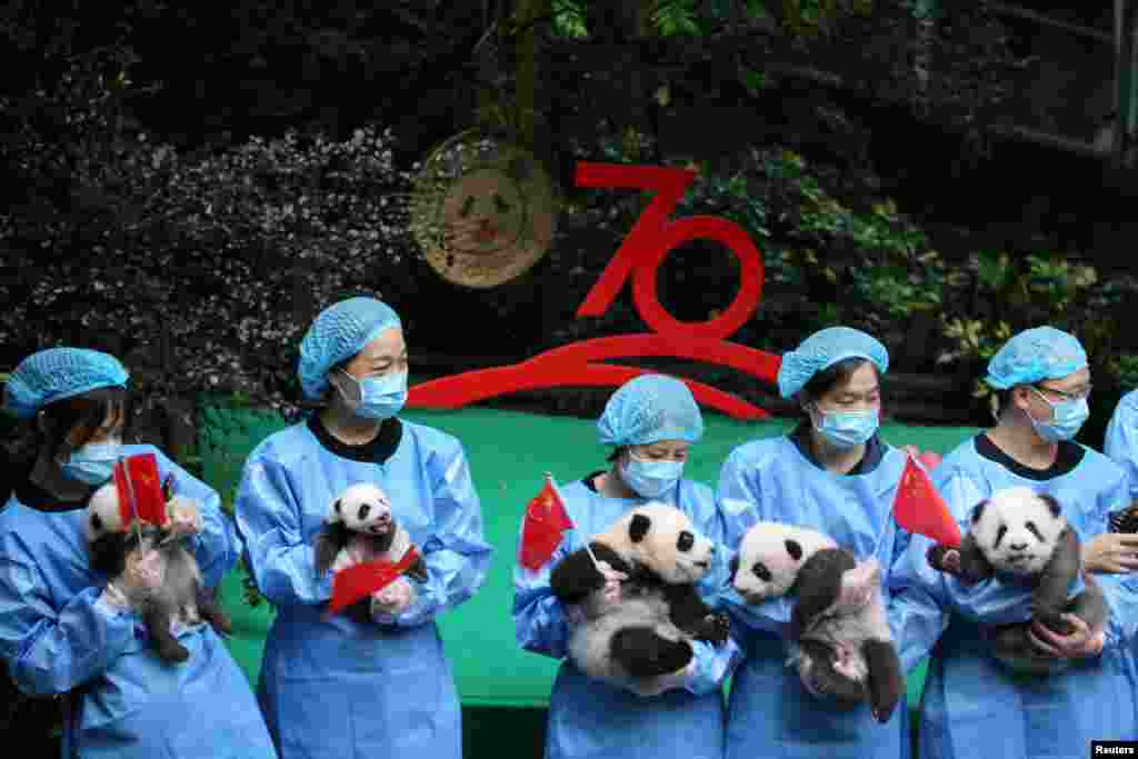 Breeders hold Chinese flags and panda cubs born in 2019 as they pose for pictures during an event marking the upcoming 70th anniversary of the founding of the People's Republic of China at Chengdu Research Base of Giant Panda Breeding in Chengdu, Sichuan province.
