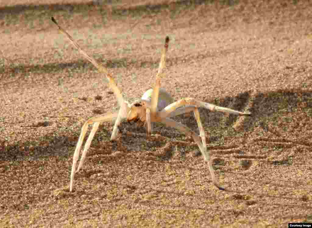 The agile Cebrennus rechenbergi uses its gymnastic talents in the Moroccan desert to cartwheel out of danger. The spider’s behavior inspired a robot that can walk or roll in a similar way. (Ingo Rechenbert, Technical University Berlin)