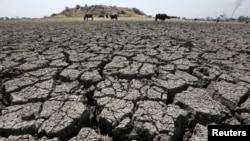 Des buffles broutent dans le lac asséché de Chandola à Ahmedabad, en Inde, le 30 mars 2016.