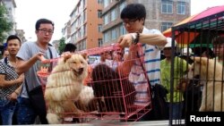在中国广西玉林狗肉节前，动物保护活动人士从狗贩子手中买下将要被屠宰的狗(2014年6月20日)