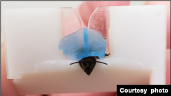 Pčela pričvršćena plavim voskom u 3D štampanom pojasu u laboratorijskim studijama kako bi istražila mogu li insekti otkriti rak. Foto: Saha lab