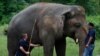 Pakistan Zoo Begins Mammoth Makeover After Lonely Elephant's Departure