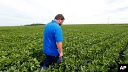 Seorang petani di ladang kacang kedelai di dekat Claremont di bagian selatan Minnesota, 18 Juli 2018. (Foto: AP/Jim Mone)