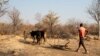 Seca nos Gambos, província da Huíla, Angola