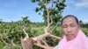 តុលាការ​ខេត្តកោះកុង ការពារ​ការផ្តន្ទា​ទោស​អ្នកកាសែត​រាយការណ៍​ពី​វិវាទ​ដីធ្លី