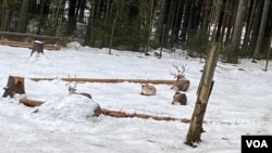 躺在雪地裡的馴鹿，待遇和大熊貓比，如天壤之別。 (美國之音/李北平攝)
