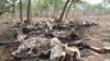 Perburuan Satwa Langka Kian Gencar di Afrika