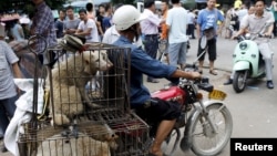 Dog- yulin