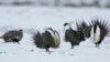 GOP Targets Endangered Species Act as Protections Lifted