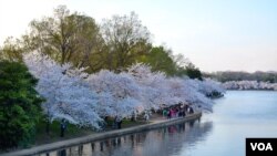 Bunga-bunga sakura bermekaran di sekeliling Tidal Basin di Washington, DC.
