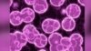 Poliferan bacterias resistentes a antibióticos