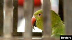 Parrot