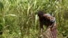 "Forte croissance" de la production agricole d'ici 2027 en Afrique subsaharienne