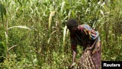Une femme désherbe sa plantation de maïs dans la région nord de l'Ouganda, le 11 novembre 2009.