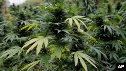 El 62% de los encuestados dijo dice que el consumo de por lo menos un tipo de droga es un problema grave en sus comunidades.