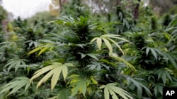 Louisiana se suma a más de 30 estados que permiten la marihuana medicinal. Y aunque la marihuana está prohibida a nivel federal, una enmienda del Congreso impide que el Departamento de Justicia interfiera con los programas de marihuana medicinal de los estados.