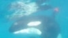 Diver Rescues Killer Whale