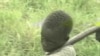 India, Brazil, South Africa, Lead Effort Against Child Labor