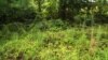Знайдіть на цьому відео американського снайпера - сухопутні війська США задали загадку Інтернету