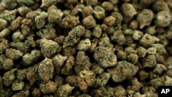 Marijuana ဆေးခြောက်
