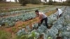 FILE - Cabbages are cultivated at a farm in Limuru, near Nairobi, Kenya, Jan. 17, 2018.
