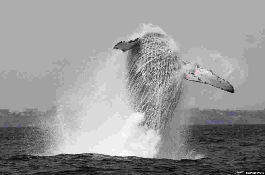 Humpback whale fins are the biggest and longest of all the whales, but they don’t cause as much drag as once thought because the bumps on the fins actually reduce drag in the water. A new generation of fan blades is using this to increase efficiency as much as 35%. (Steve Zalan)