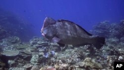 ARCHIVO - Un pez loro Bumphead nada sobre corales en el arrecife Moore en Gunggandji Sea Country frente a la costa de Queensland en el este de Australia, el 13 de noviembre de 2022.