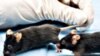 Scientists Identify Deafness Gene in Mice