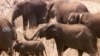 Penelitian: Gajah Mungkin Bisa Pecahkan Misteri Cegah Kanker