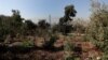 Lack of Rain in Chile Forces Change in Plant Life