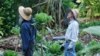 Hawaii Researchers Focus on Data to Combat Zika Virus
