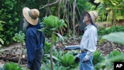 FILE - Organic farmers Steve Mann (l) and Clear Englebert (r) wear mosquito netting while surveying the grounds on their Old Ways Farm in Captain Cook, Hawaii, Feb. 17, 2016. Hawaii's strong anti-pesticide sentiment, tropical conditions, under-staffing in the Department of Health and an island culture where many live off the grid are part of the many challenges facing the teams that fight mosquito-spread virus.