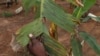 A banana leaf affected with black sigatoka at the National Agricultural Research Organization, Uganda, Sept. 13, 2013. (Hilary Heuler/VOA)