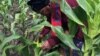 Zimbabwean Farmers in Pitched Battle Against Destructive Armyworms