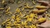 Kenya Kesulitan Hadapi Perebakan Hama Jagung
