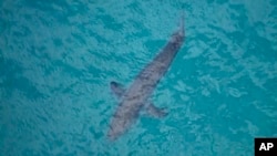 Seekor hiu berenang di sepanjang pantai Kingscliff, New South Whales, Australia, 7 Juni 2020. (Foto: AP)