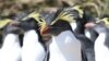 South Atlantic Island Creates Huge Marine Protection Area