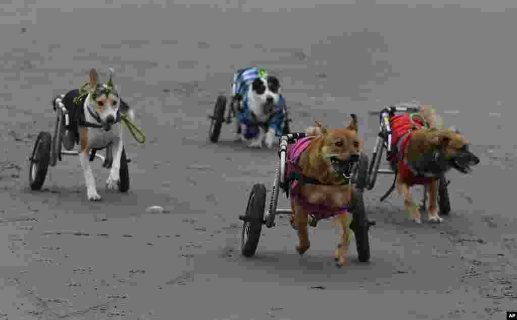 A group of paraplegic dogs run with the help of their wheelchairs on the Agua Dulce beach in the Chorrillos neighborhood of Lima, Peru.