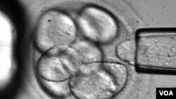 Pengembangan sel pangkal (stem cell) memberi alternatif baru pencangkokan jantung manusia di masa depan.