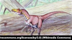 Deltadromeus agilis