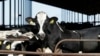 Muestras de leche pasteurizada arrojan resultados positivos a trazas de virus de gripe aviar en EEUU