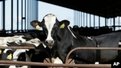 ARCHIVO - Vacas en una lechería en California, el 23 de noviembre de 2016. 